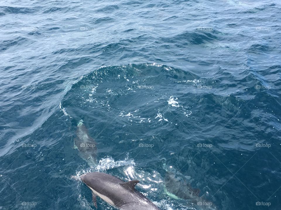 Dolphins of Dana Point, California (1)