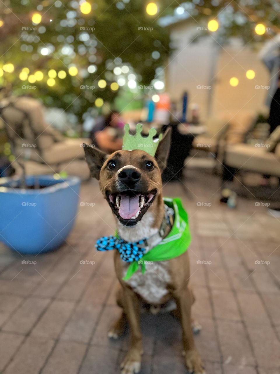 My dog’s birthday was yesterday and we had a party; needless to say he is one happy pup which makes me one happy momma 