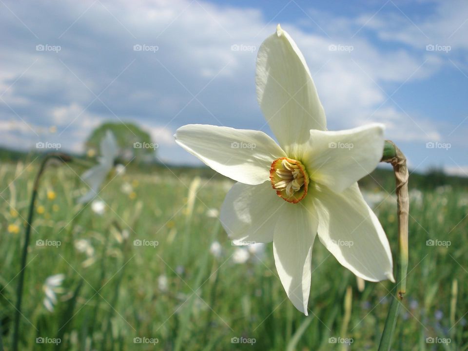 Narcissus on the background of a flowering valley