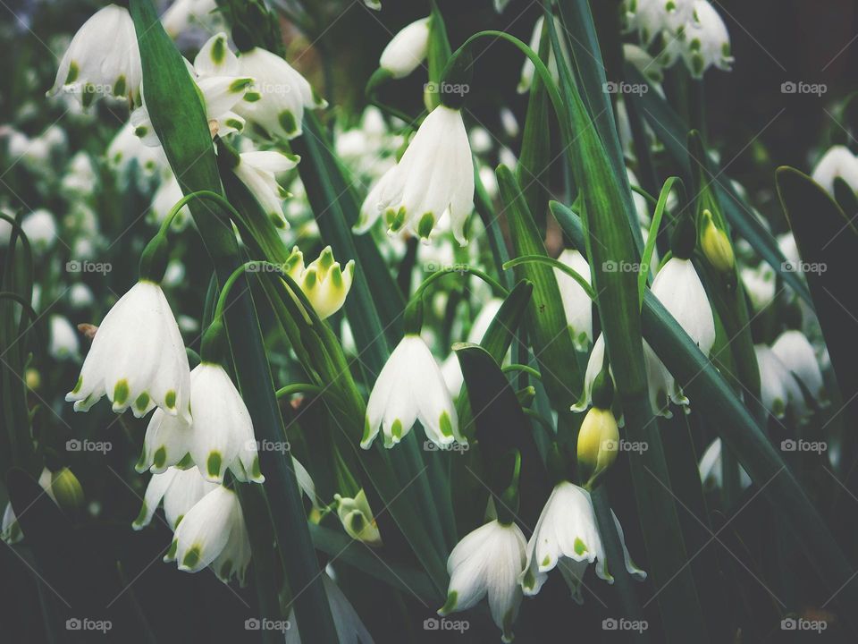 Lily of the valley beneath the trees 