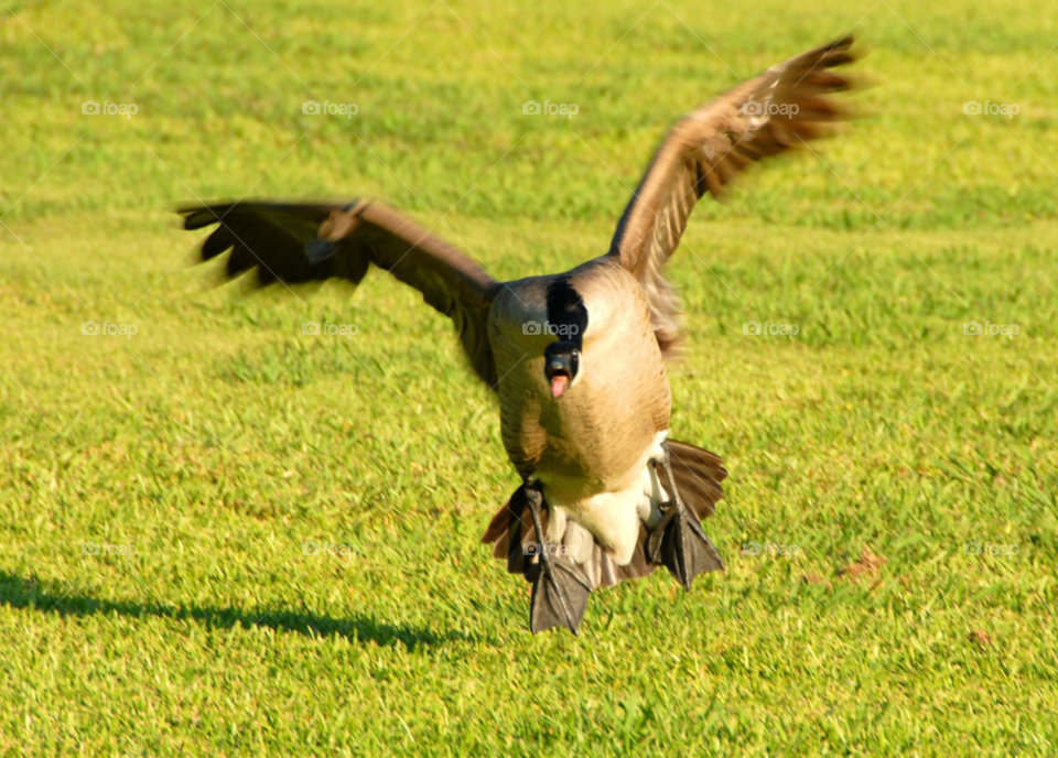 landing flying flight goose by lightanddrawing