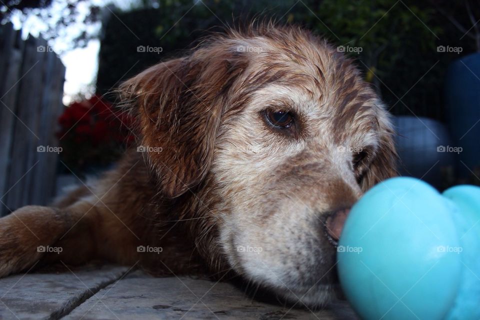 Dog Infatuated With Ball