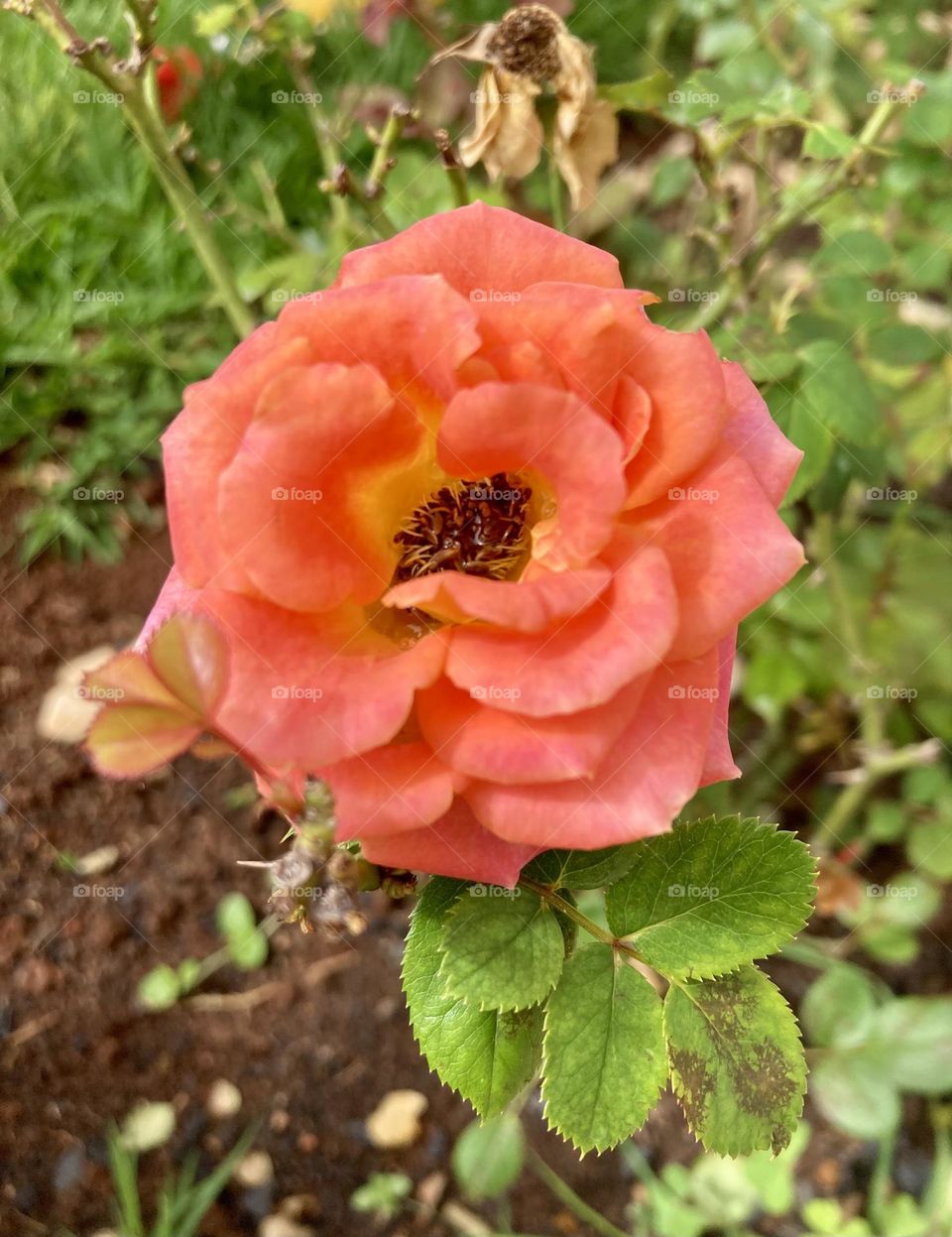 🌹 🇺🇸 Very beautiful flowers to brighten our day.  Live nature and its beauty. Did you like the delicate petals? / 🇧🇷 Flores muito bonitas para alegrar nosso dia. Viva a natureza e sua beleza. Gostaram das pétalas delicadas? 