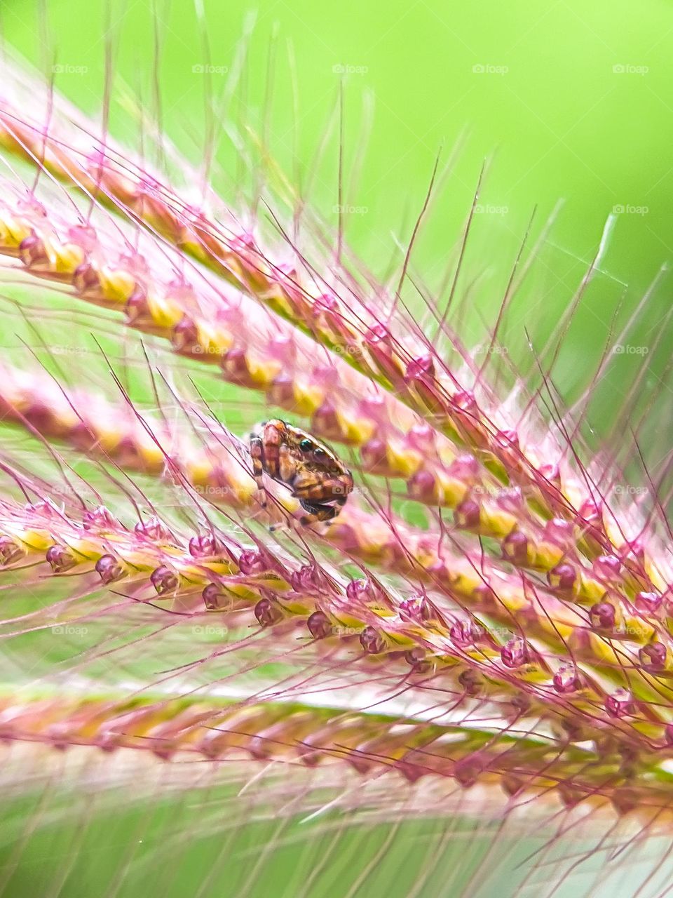 Macro view of a small spider on the flower grass