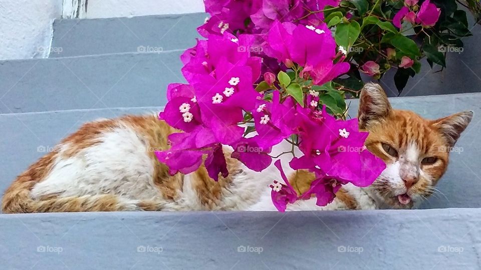 cat and flower during a nap