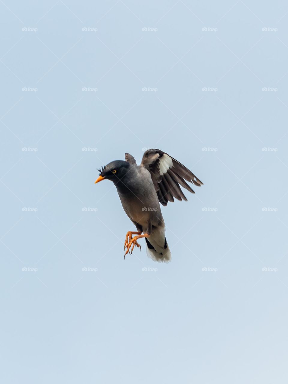 Flying Myna