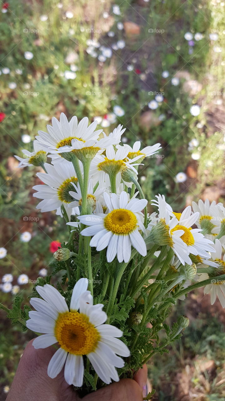 daisy day