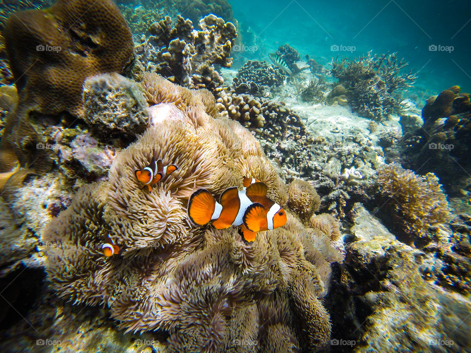 Snorkling Nemo