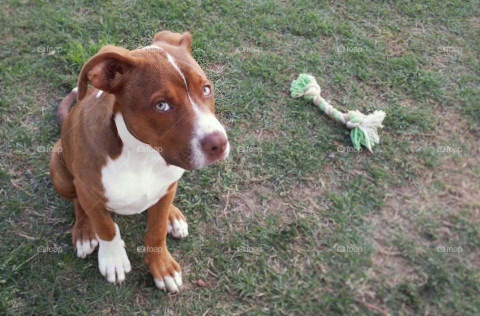 A young Pit Bull Terrier Catahoula mix puppy dog looks up with a rope bone toy behind her