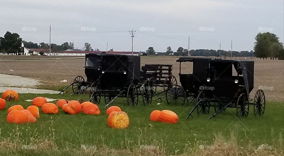 Pumpkin patch in Pennsylvania