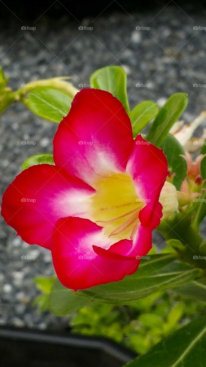 azalea flower in garden