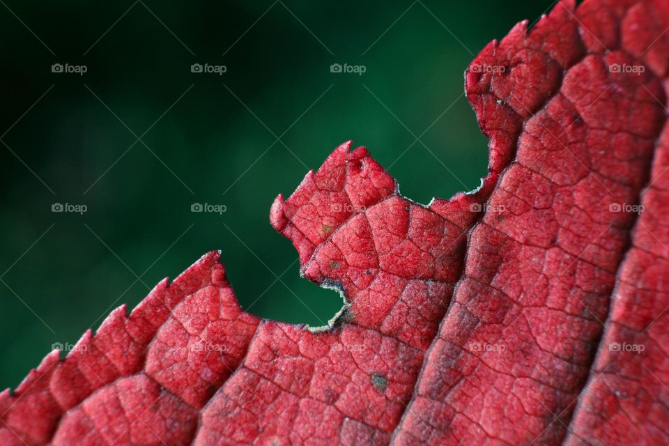 gnawed gnawed red autumn leaf macro photo