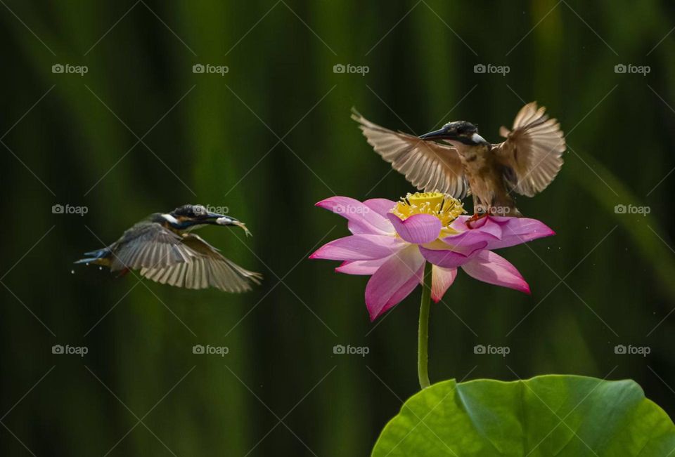 Lotus and Kingfisher, shot in Xi'an China.