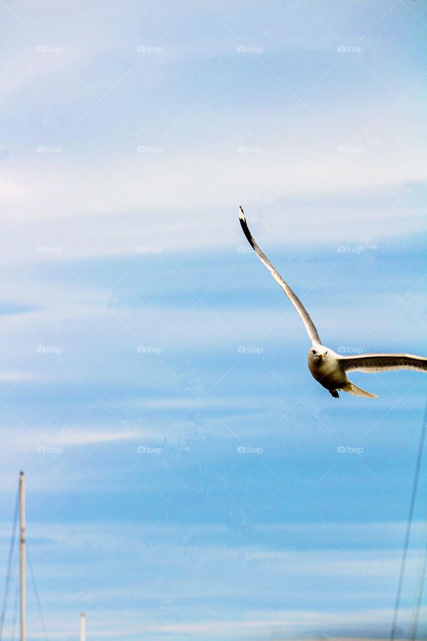 Fly free and high! Animal and sky lover 📸 #dankeshenphotography