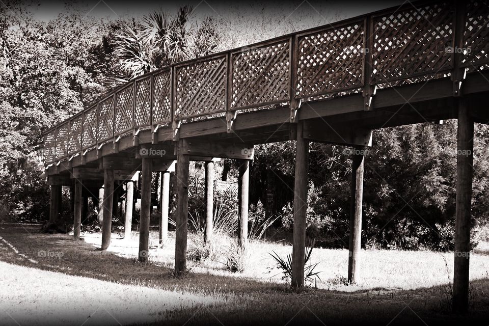 Elevated boardwalk through the tropical forest.