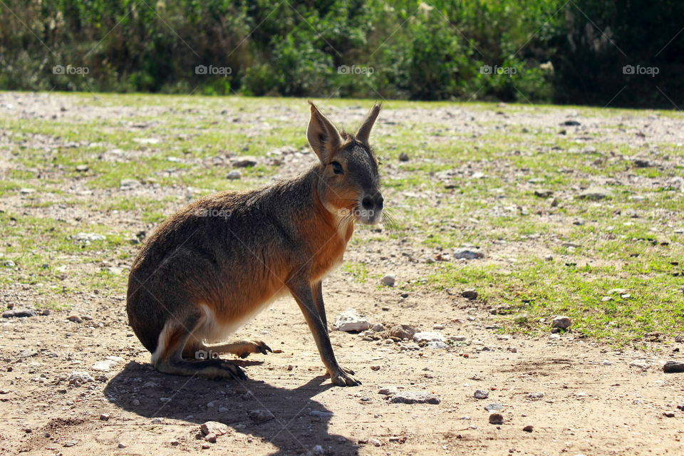 patagonic rabbit