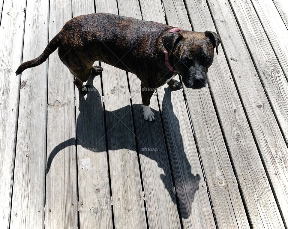 Cute Dog Watching Something Standing Under The Warm Morning Sun On A Wooden Porch With An Under Shadow Of Herself.