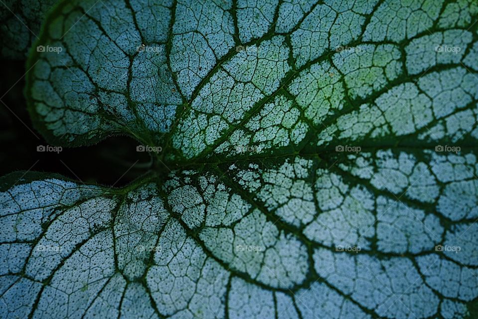 Macro Closeup Of A Leaf, Details Of Leaves, Textures Of Fall, Textures In Nature, Lines On A Leaf, Plant Portrait 