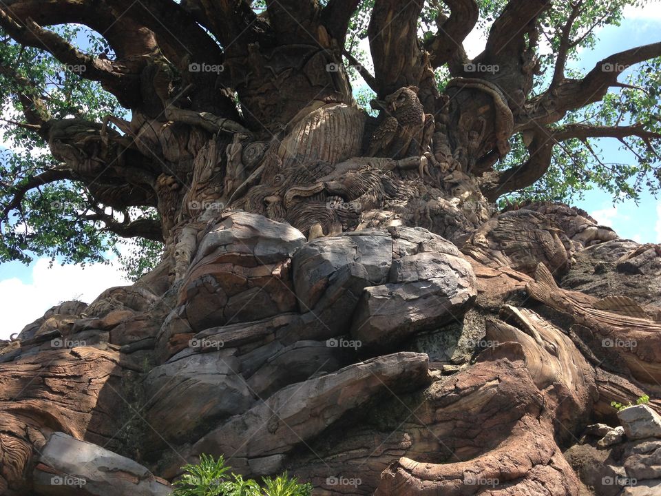 Disney Animal Kingdom