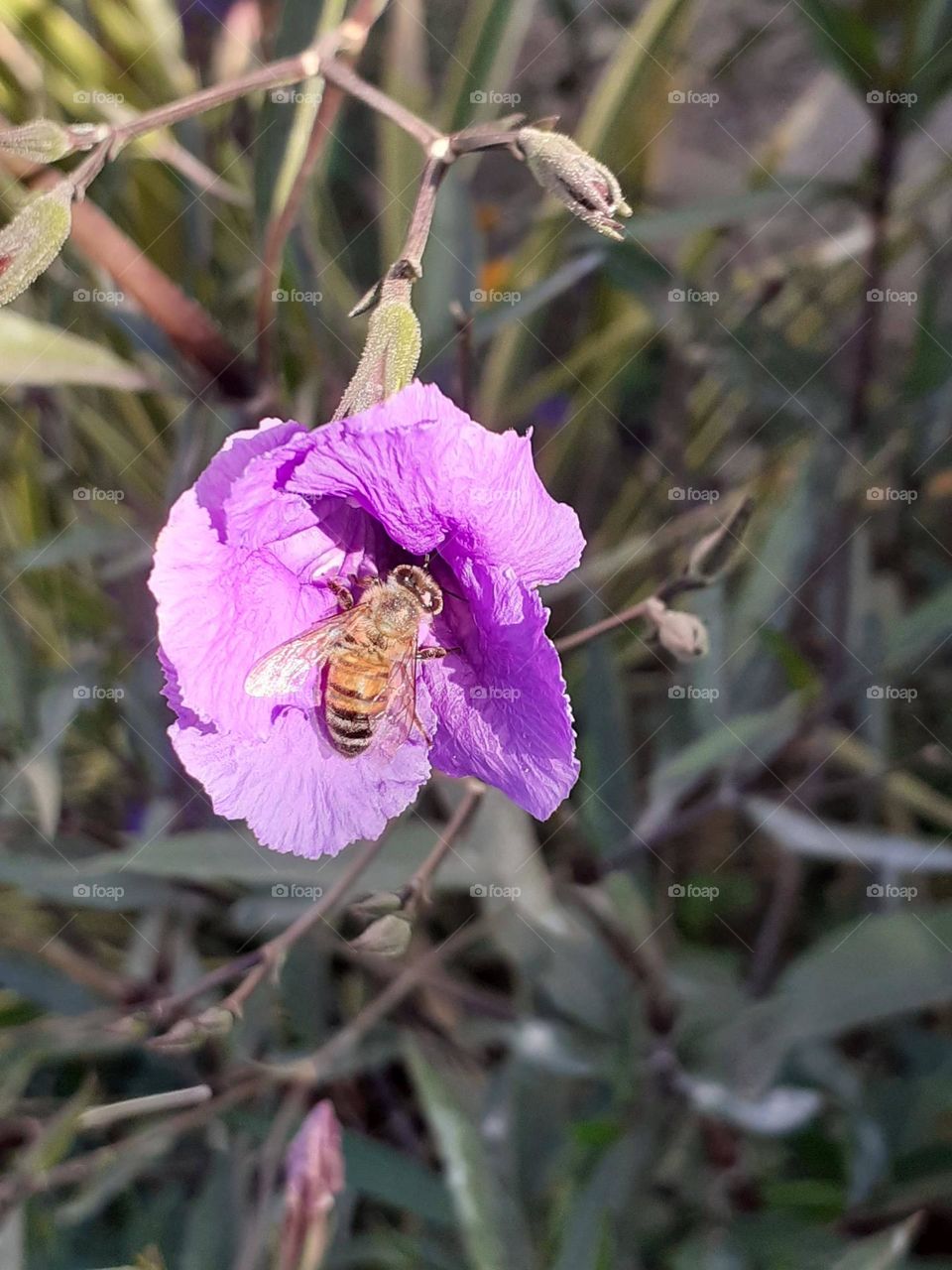 abeja en flor morada