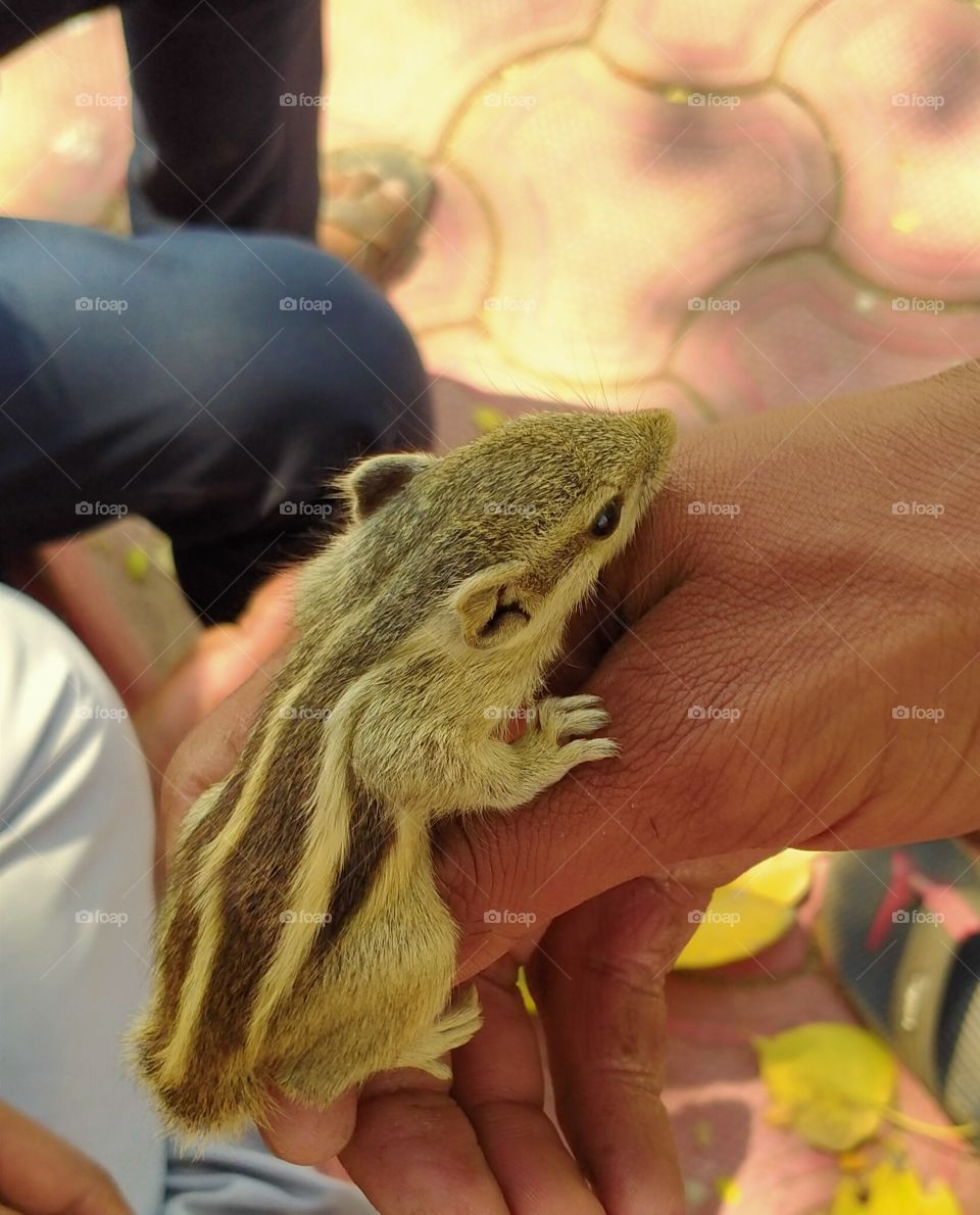 squirrel 🐿️ Sitting pose on hand Shot on Camera
