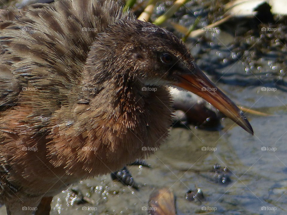 California Clapper Rail #9