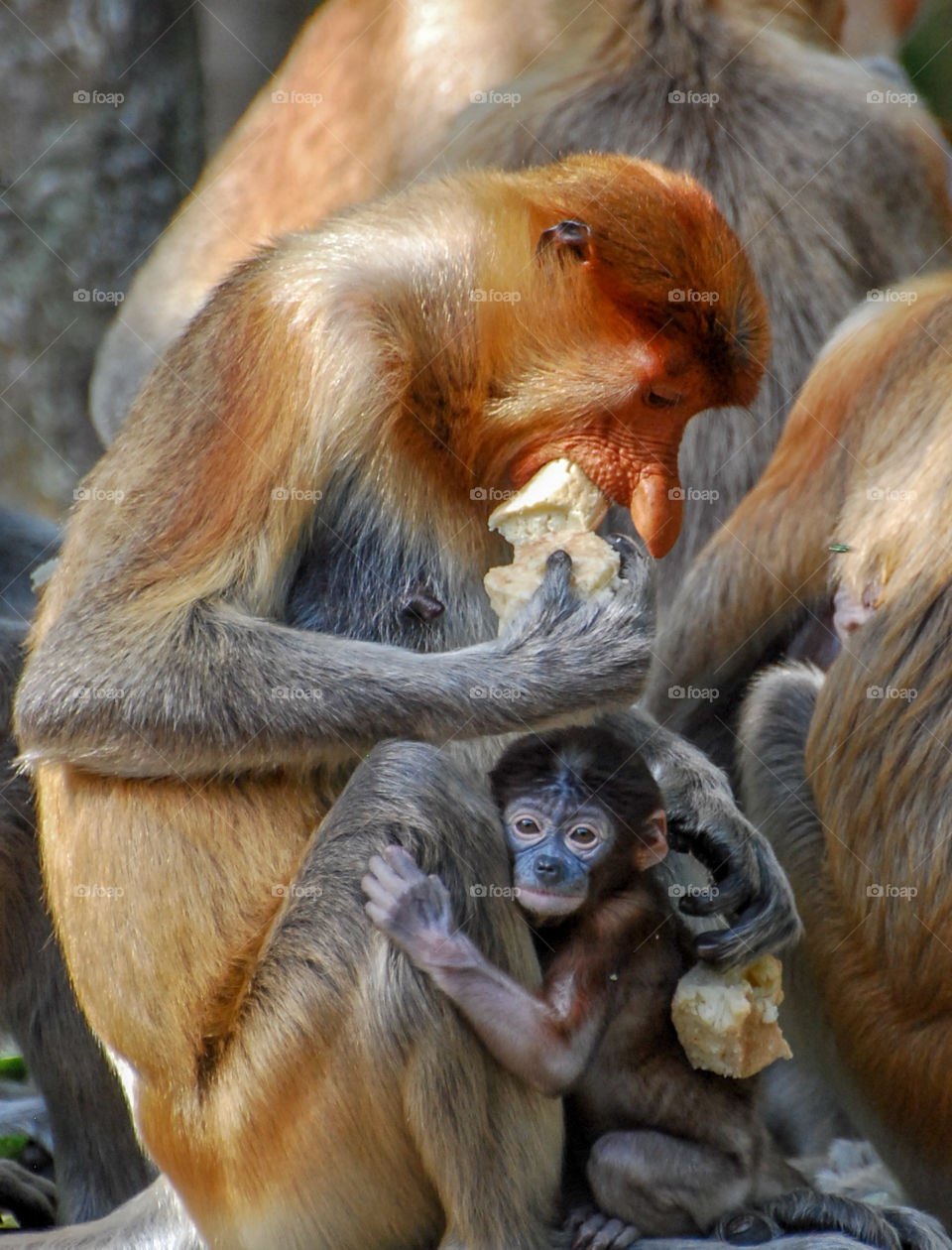 Proboscis monkey eating