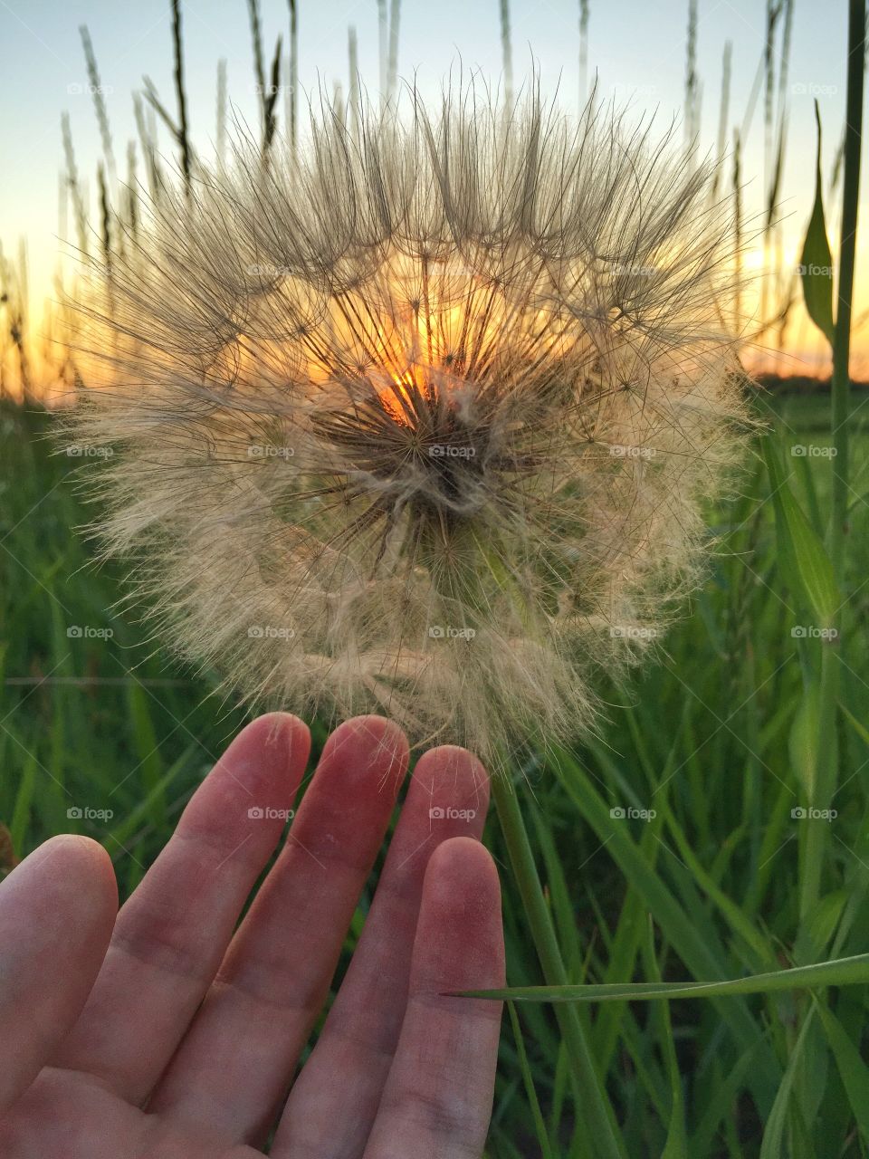 Giant Puff