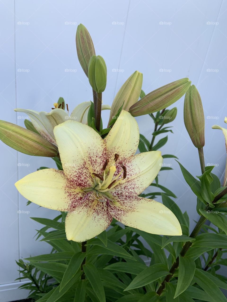 Blooming yellow Lilly 