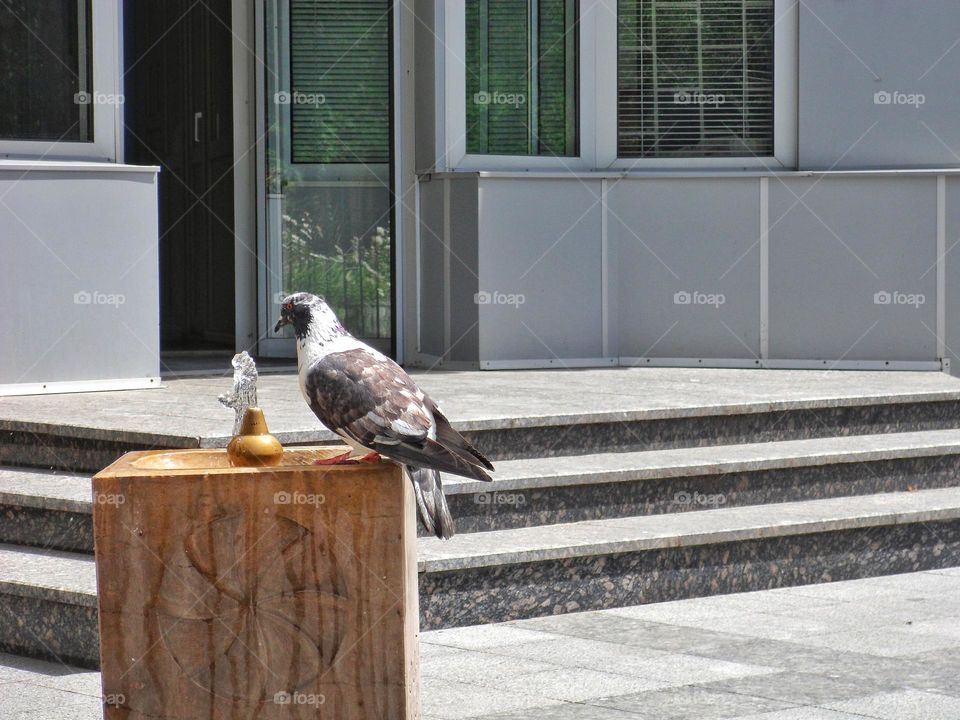 pigeon drinking water