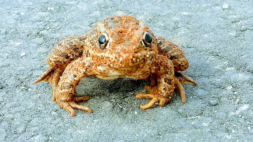frog