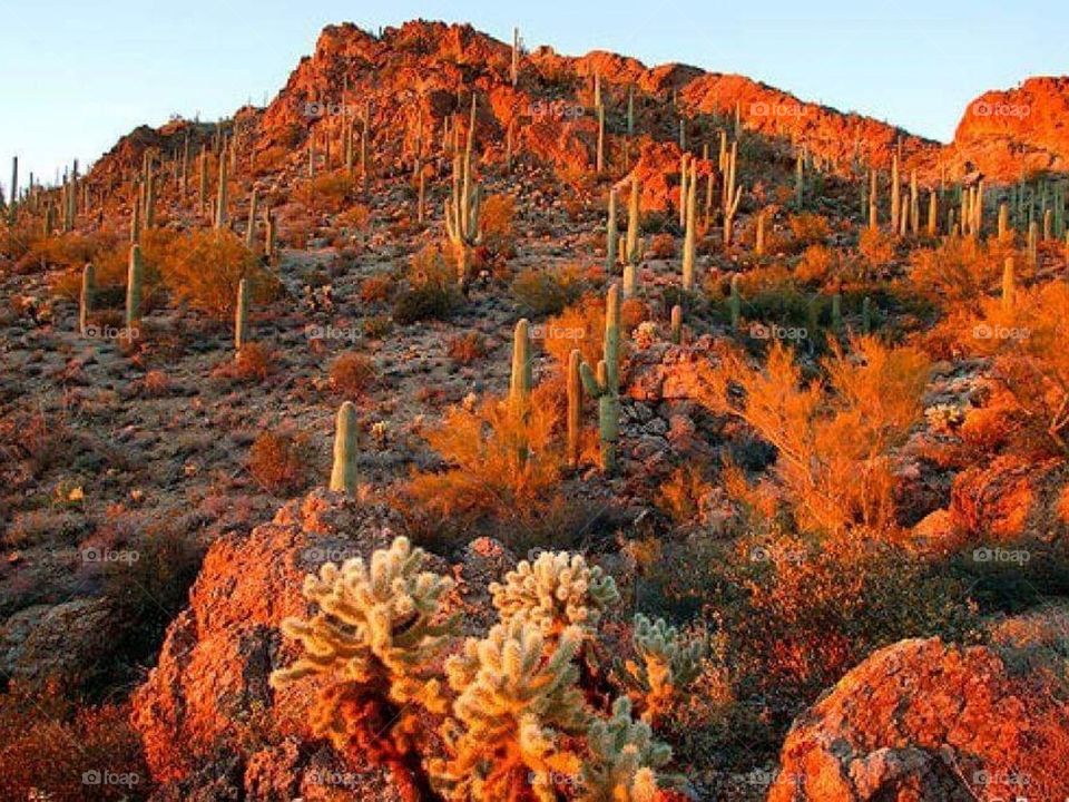Fall desert