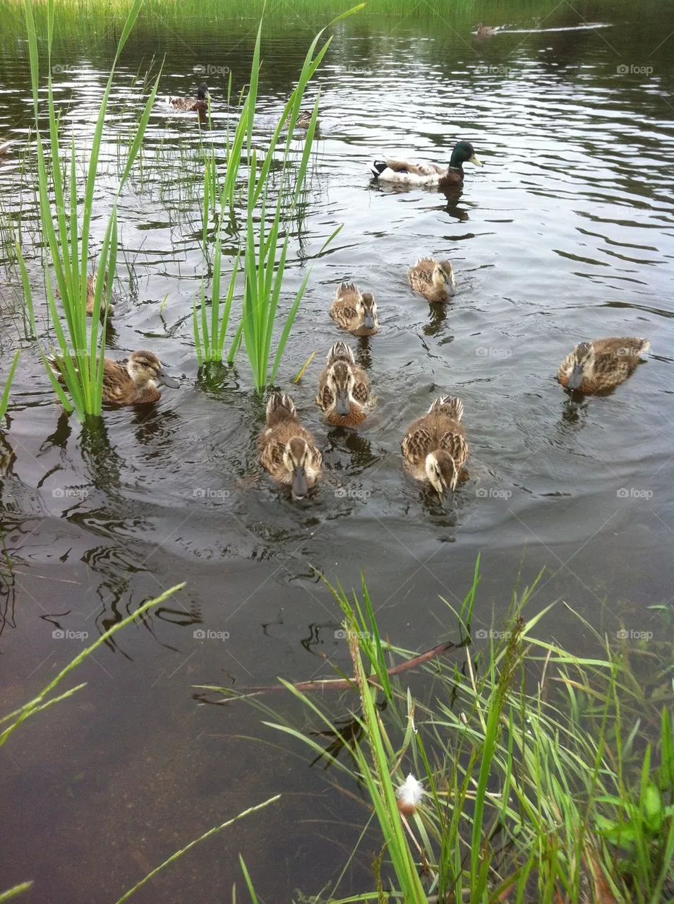 Ducks 