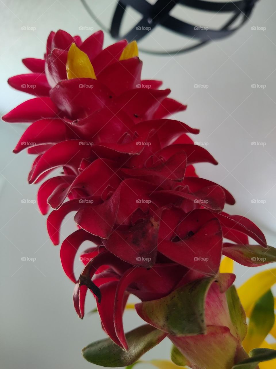 red towering flower with yellow hidden gems slowly emerging from within