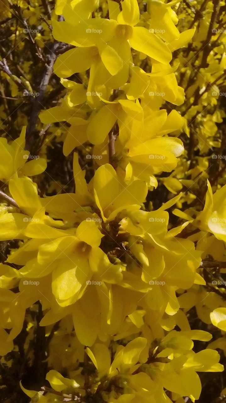 Yellow flowers. Spring season. Nice day