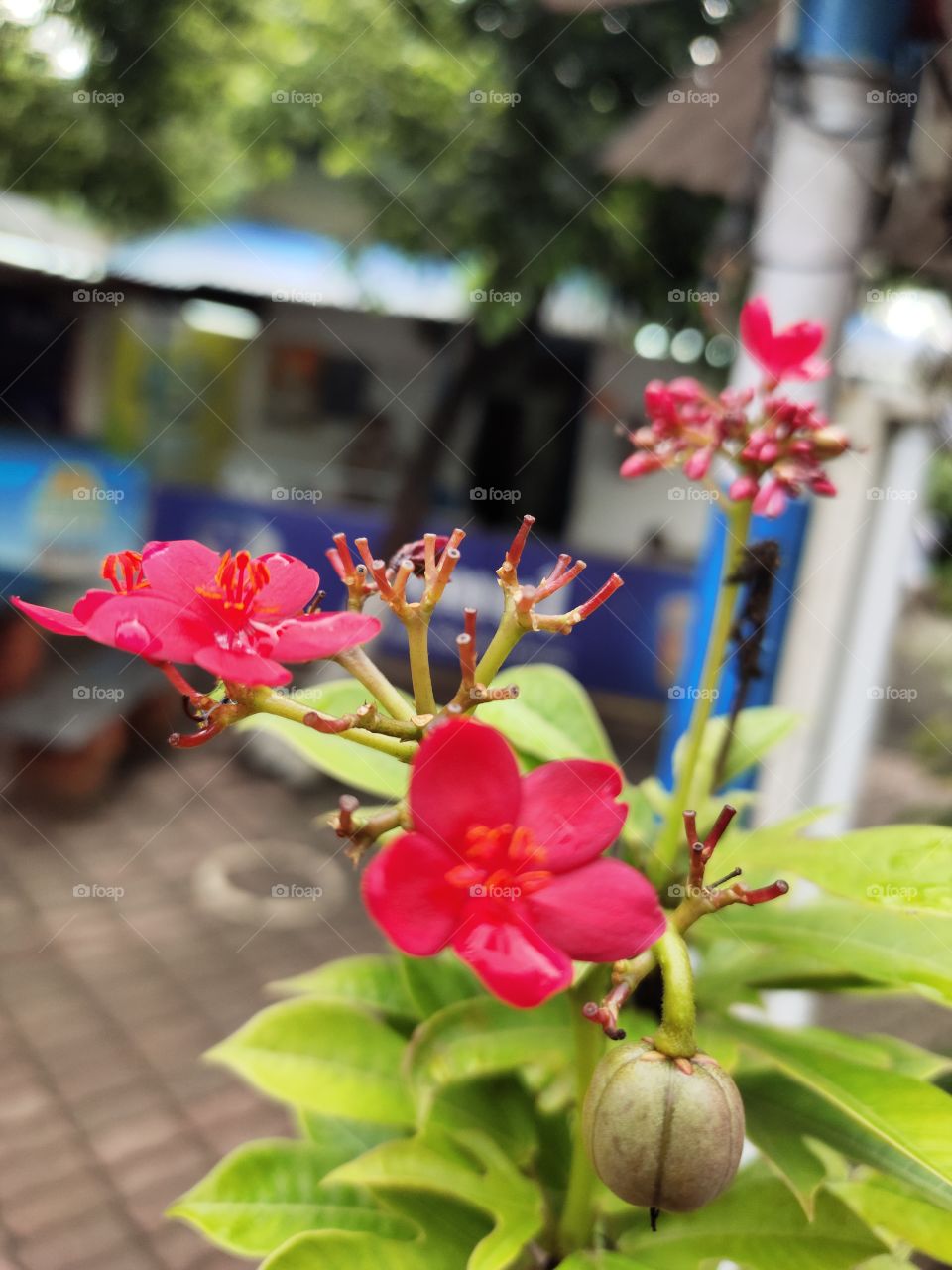 Jatropha integerrima, peregrina plant
Grooming Flower🌸🌺🌸
Bud..
📷👁️📷📷🍀🌱