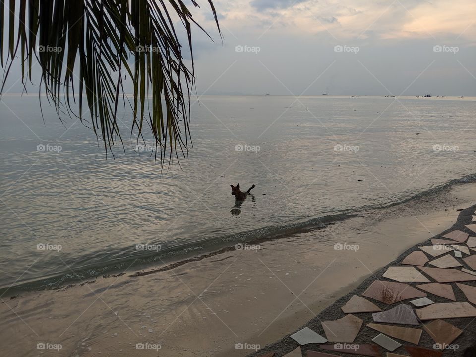 Doggy Paddling Water Thailand Beach