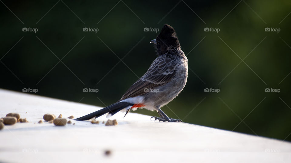 Red Vented Bulbul enjoying the sun and beautifying our lives.