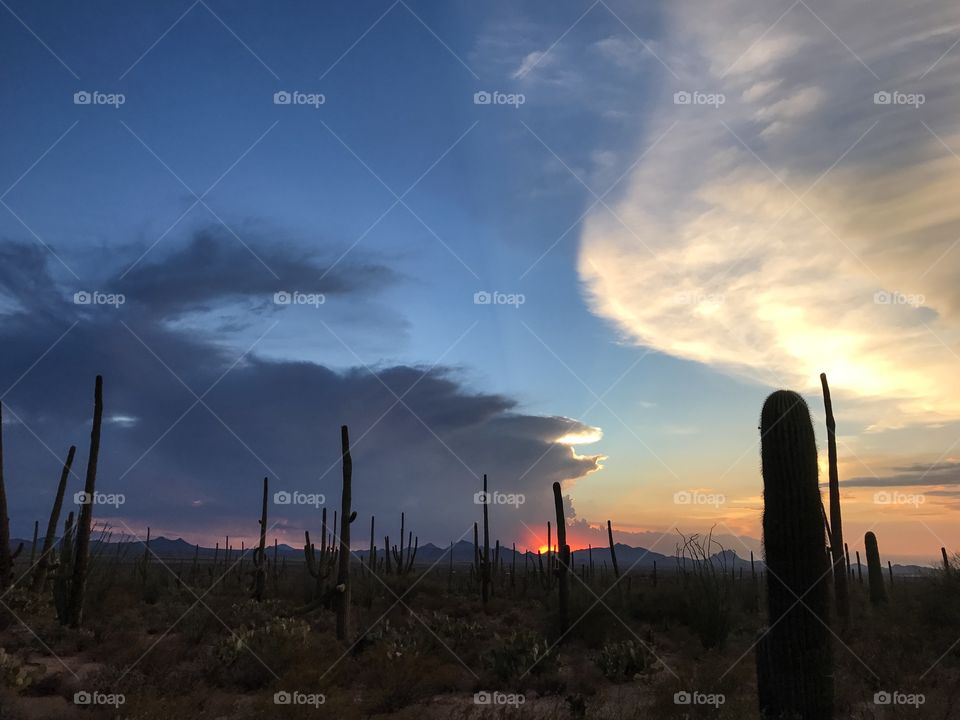 Desert Sunset Landscape 