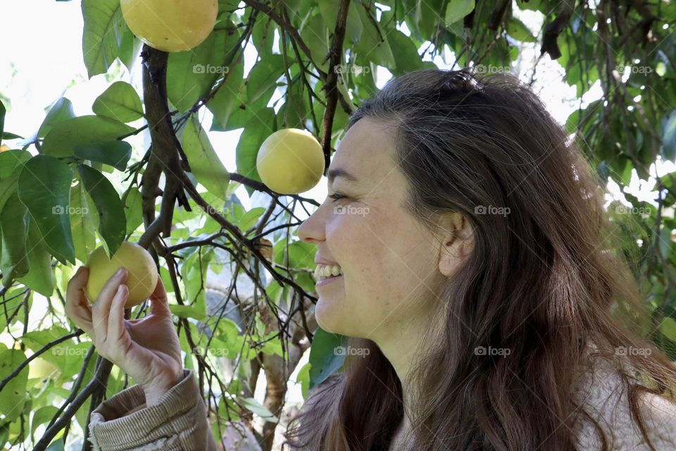 Woman from Middle East picking grapefruits from the tree 