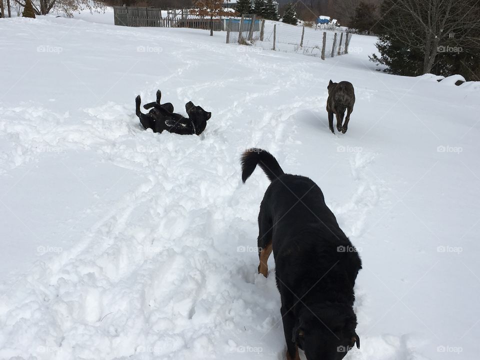 Dogs playing in the snow