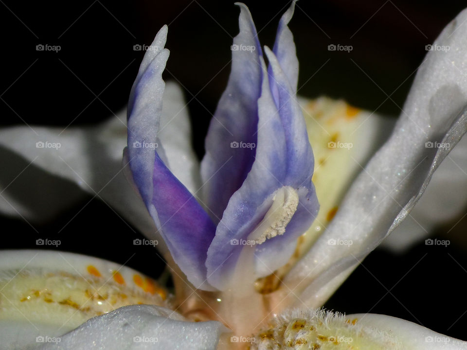 purple centre part of a flower
