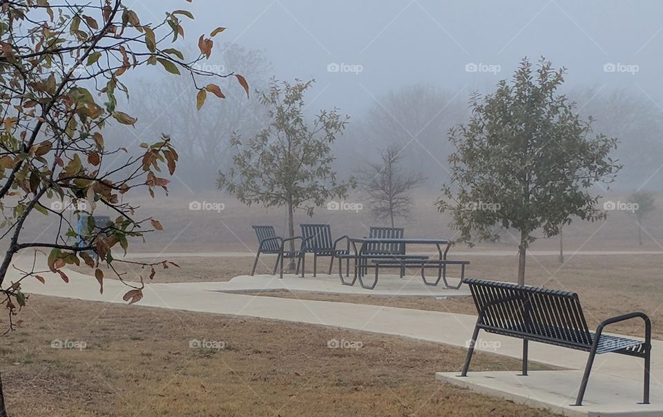 A Southern Winter Foggy Morning at the Park