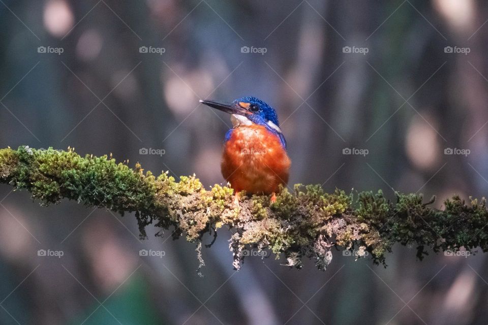 Blue-eared Kingfisher perched on a mossy tree branch