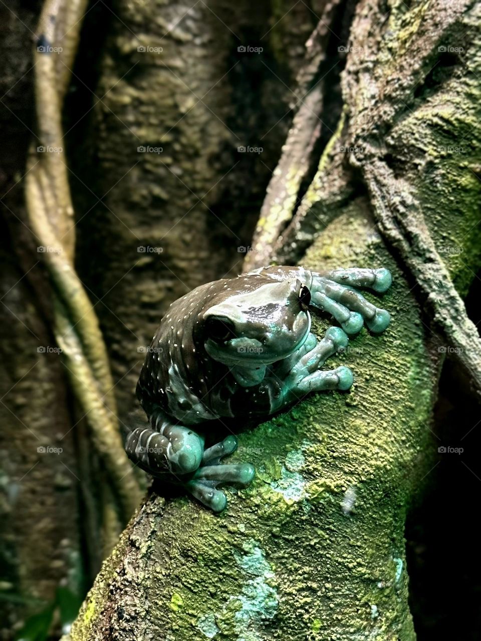Incredible blue-green frog standing on a branch in the middle of the jungle.