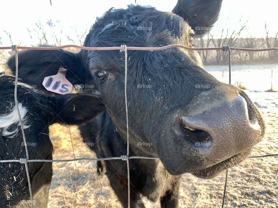 Eye-level with a curious black heifer poking her nose through a wire fence