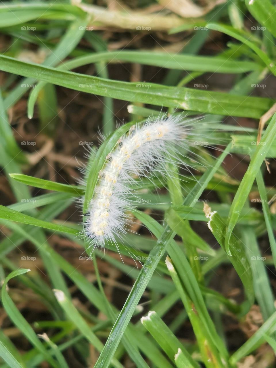 Caterpillar