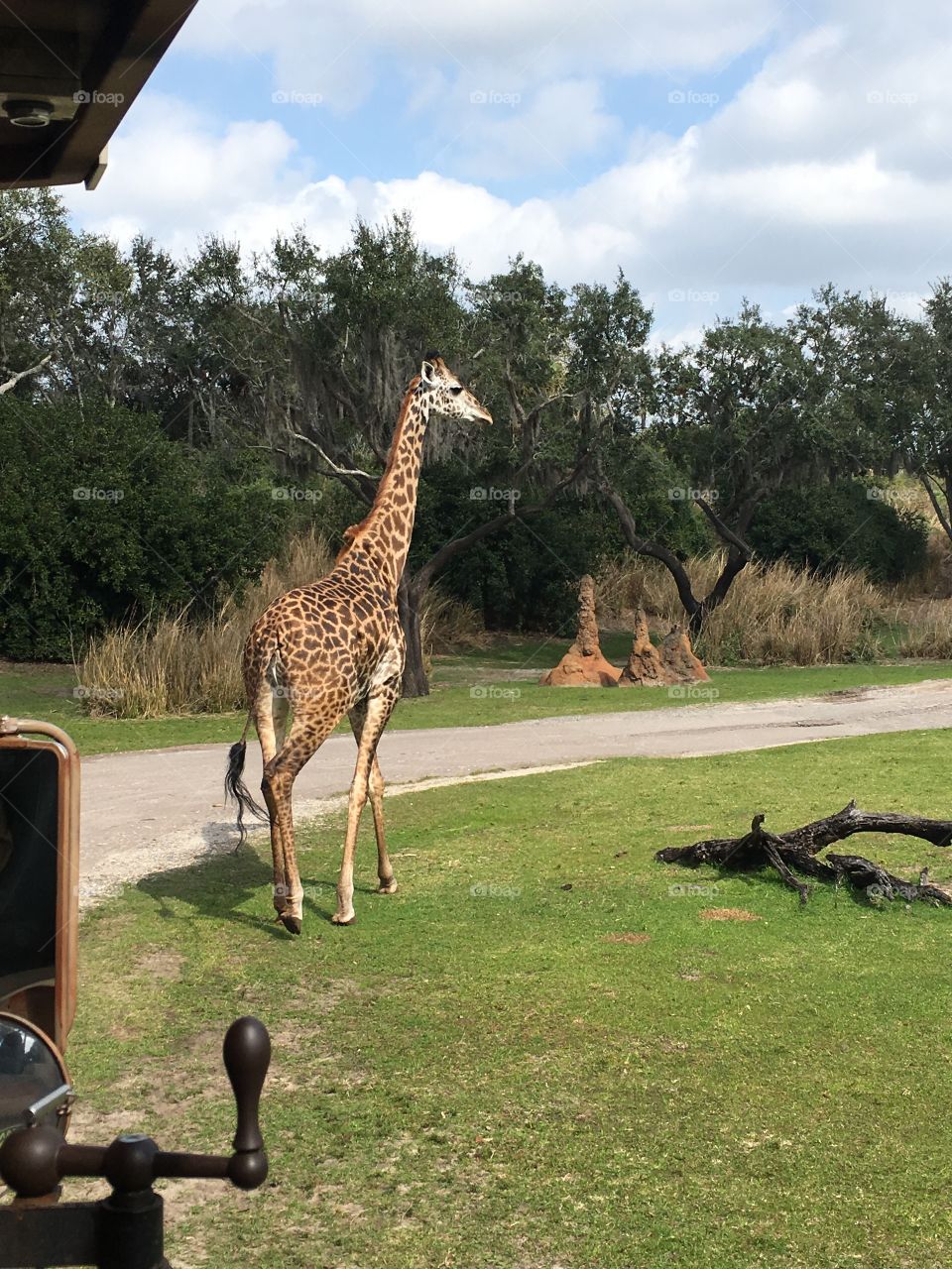 A giraffe seen on a safari at Disney’s Animal Kingdom 