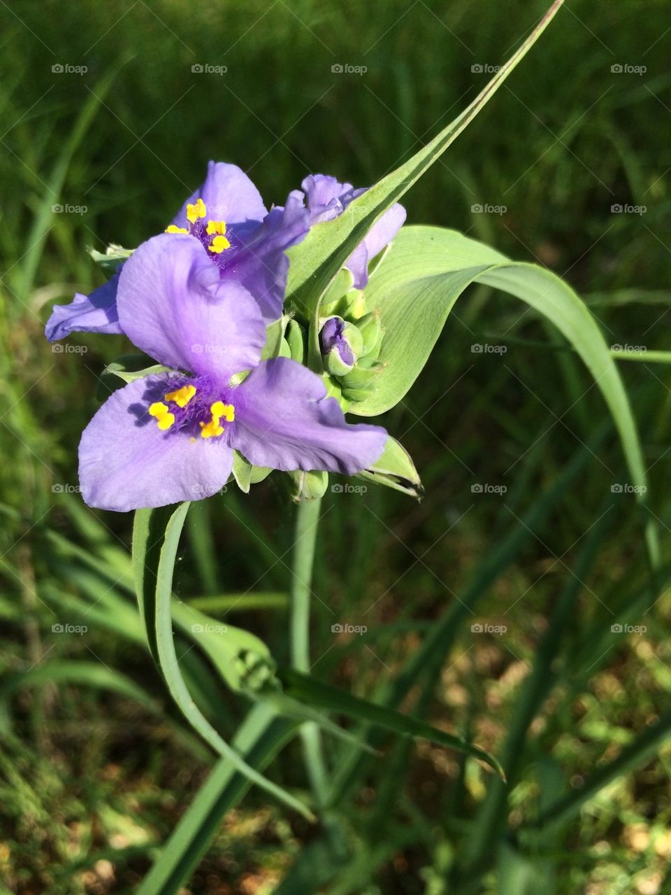 Purple with yellow nectar