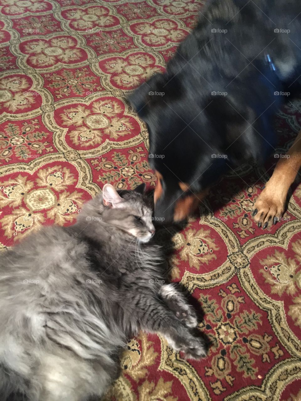Basil (dog) kissing Siri (cat)